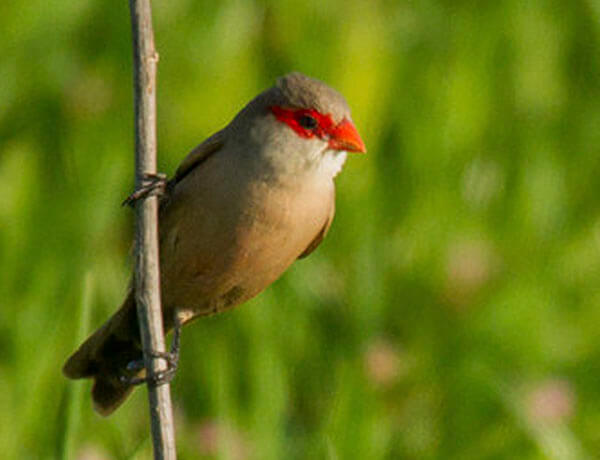 Wild waxbill in the guadalhorce, Spain