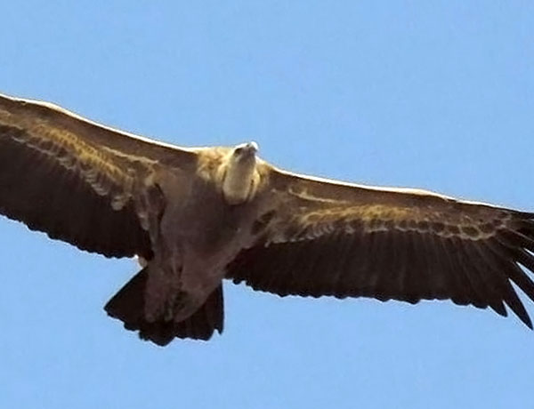 Vulture near Ronda