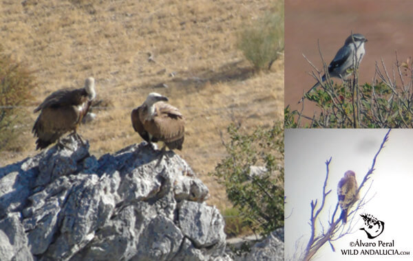 Vultures and booted eagle