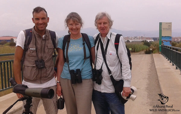 birding the guadalhorce mouth