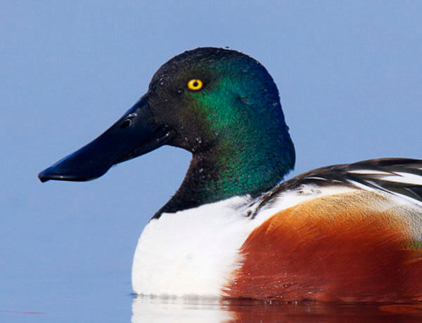 shoveler in malaga spain