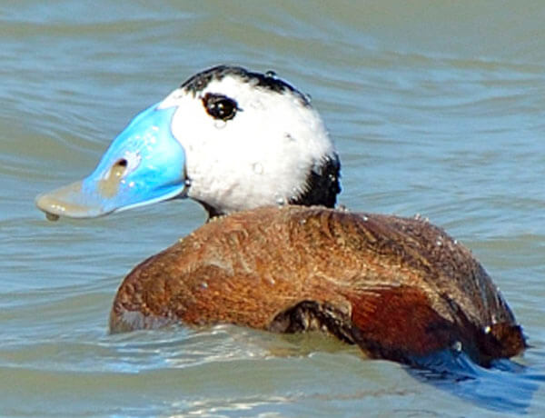 watching white headed duck in malaga