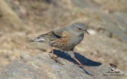 Birding in Sierra de las Nieves