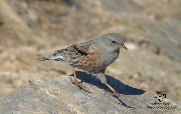 Birding in Sierra de las Nieves