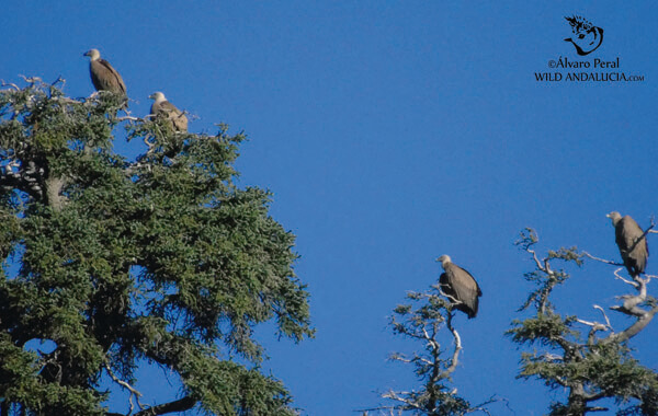 Vultures and Firs near Ronda, Andalucía