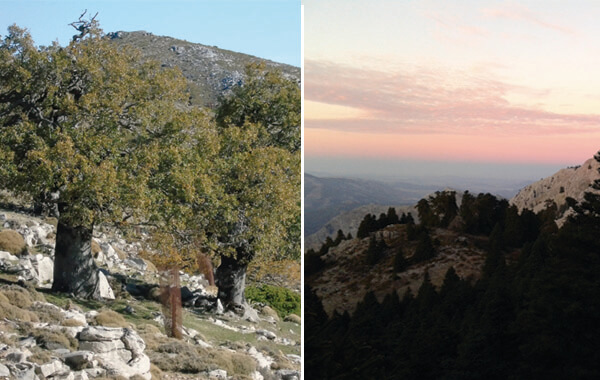 Birding and the trees of the sierra de las nieves