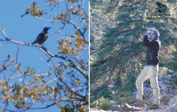 Ring ouzel, Chough and Alpine accentors