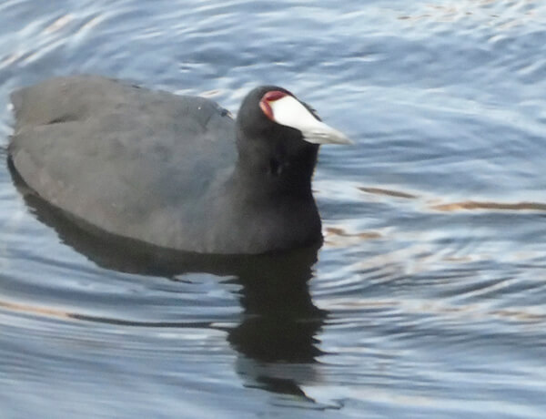 Crested coot in Doñana