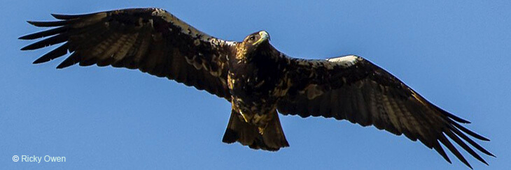 aquila adalberti