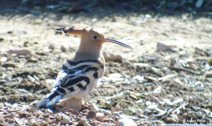 upupa epops birding