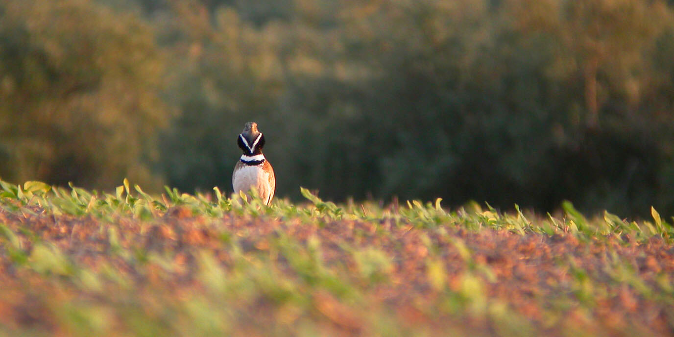 Birding tours in Spain