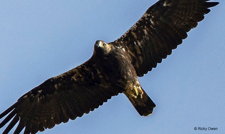 aquila adalberti