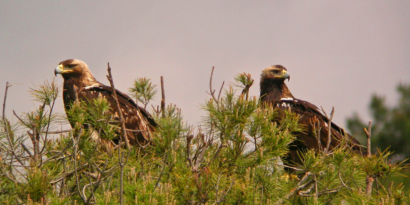 Birding tours in Spain