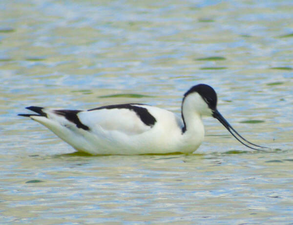 avocet in spain