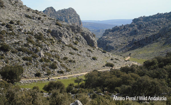 birding in ronda path