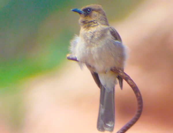 bulbul breeding near tarifa