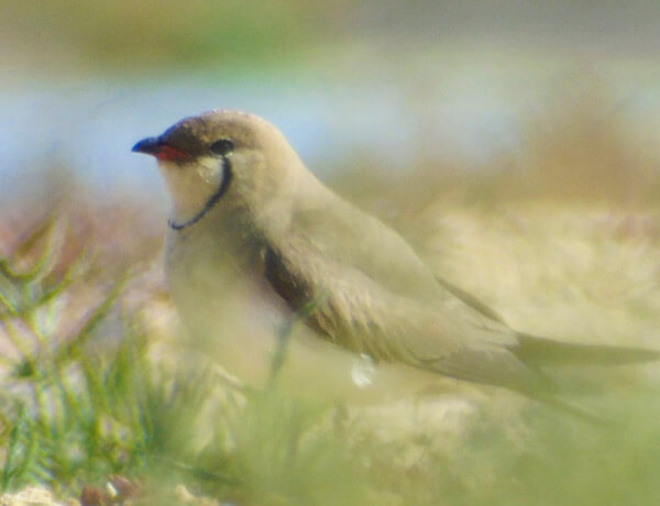 pratincole colony in spain