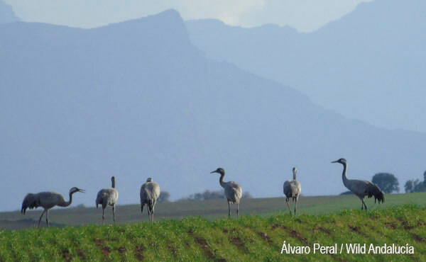 grus grus spain