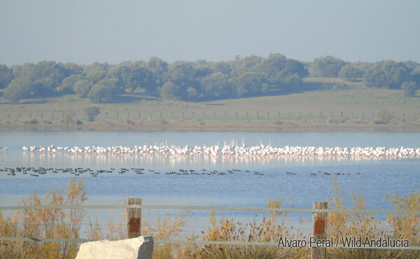 flock of flamingoes in coto doñana