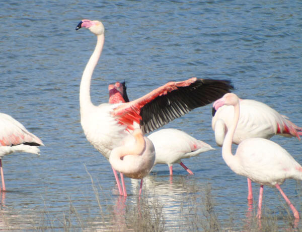 biggest flamingo colony spain