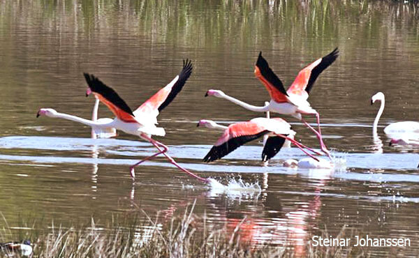 where to see flamingo in spain