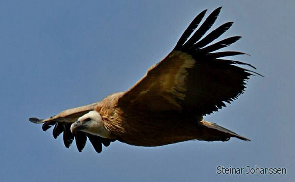 griffon vulture crossing the strait of gibraltar