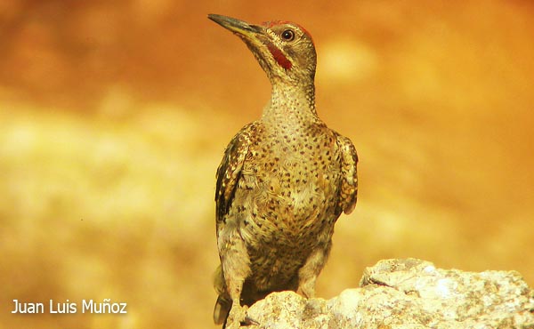 spanish green woodpecker features