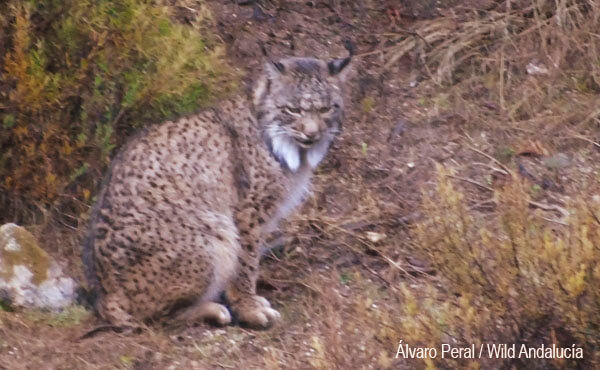 lynx andujar cardeña sierra morena