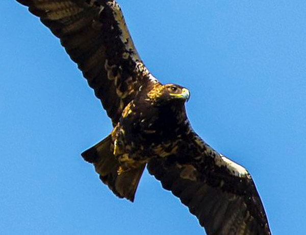 spanish imperial eagle flying over la janda near Tarifa