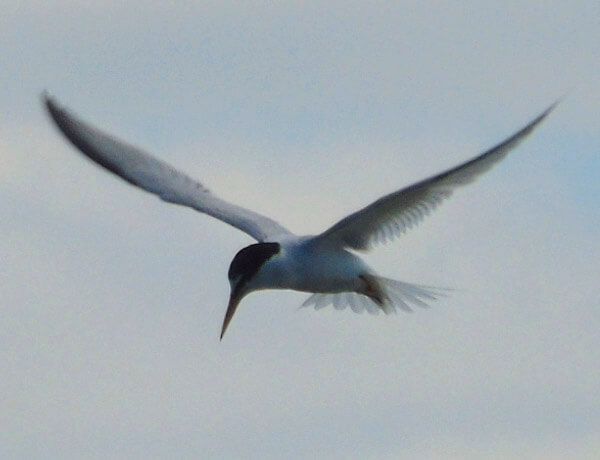 little tern in cadiz