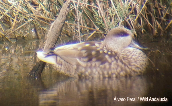 population marbled teal spain