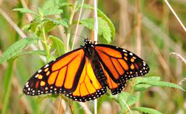 where to see monarch butterfly in spain