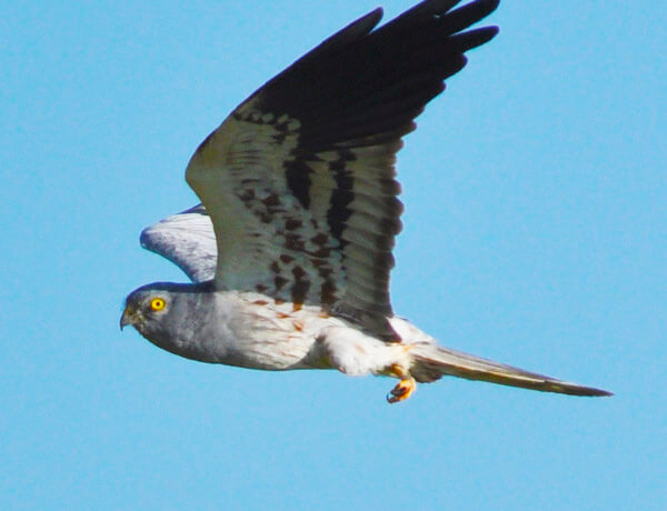 montagus harrier near la janda area