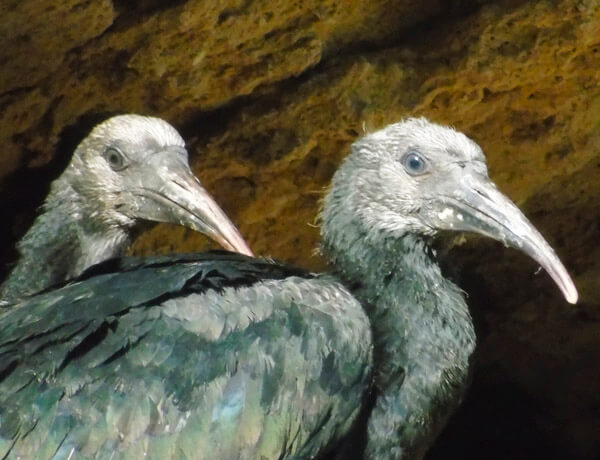 bald ibis near la barca de vejer