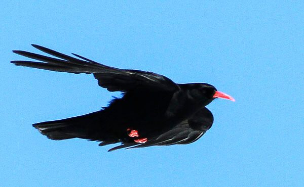 chough watch in south spain