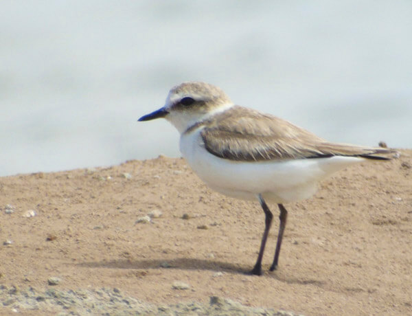 kentish plover while birding in tarifa