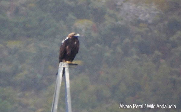 spanish eagle watching in spain