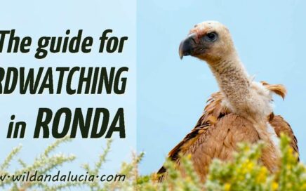 birdwatching in Ronda