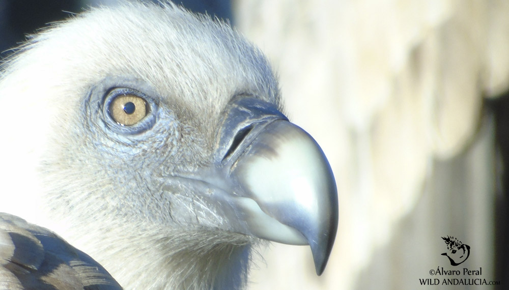 birding ronda spain