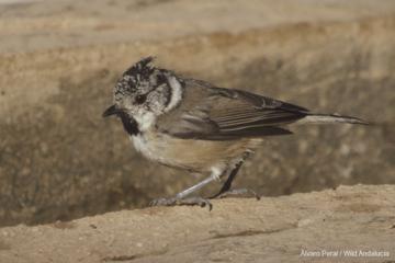 crested tit in ronda andalucia Spain