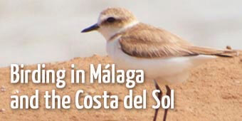 Bird watching in Malaga and spanish south coast