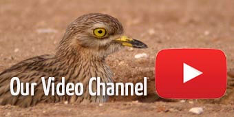 Spanish birds id video
