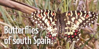 Spanish festoon in Spain