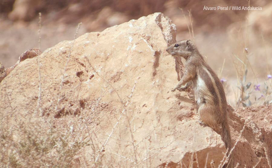 a barbary ground squirrel near Ouarzazate