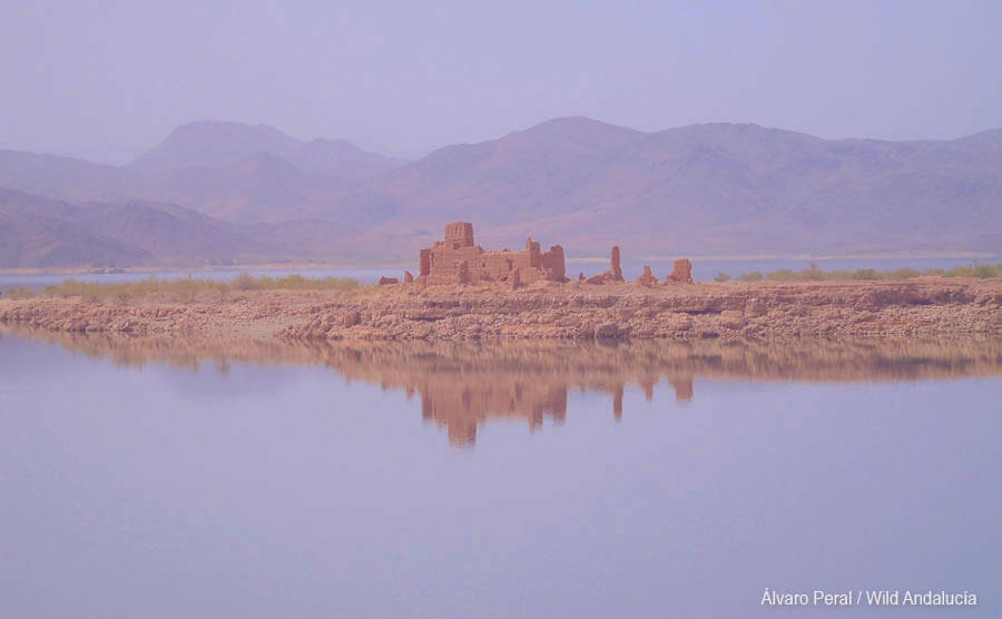 Birding at El Mansour reservoir