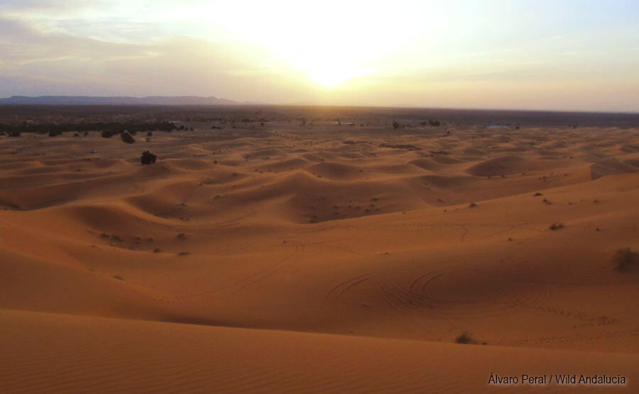 Sunset at Erg Chebbi