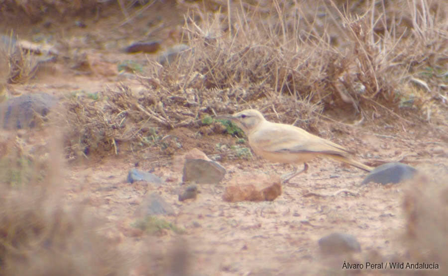 Hoopoe Lark near Merzouga