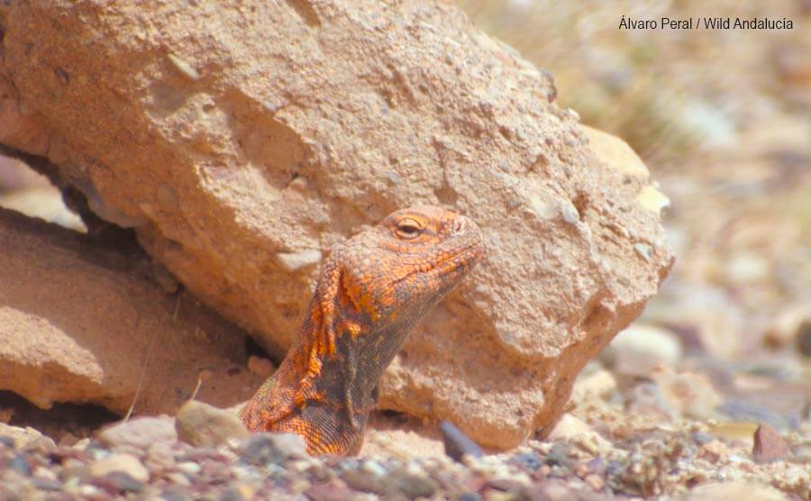 Watching Moroccan Spiny-tailed Lizard