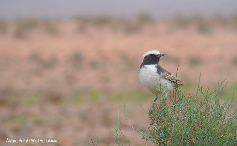 Red-rumped Wheatear in Tagdilt