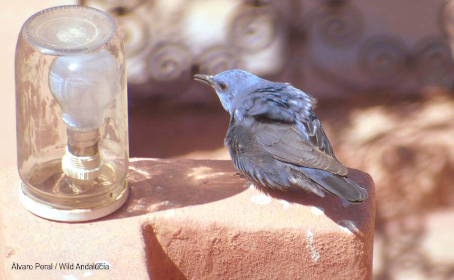 Blue rock Thrush Dades